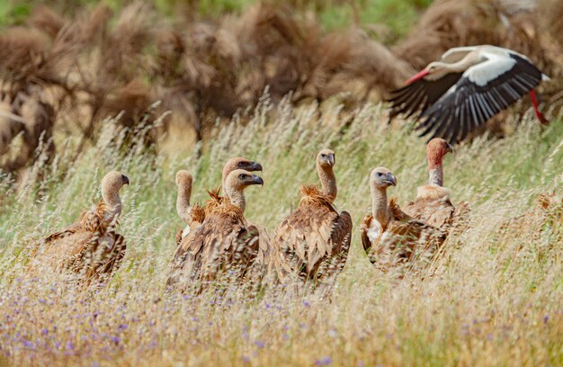 Wildgeier in der Natur