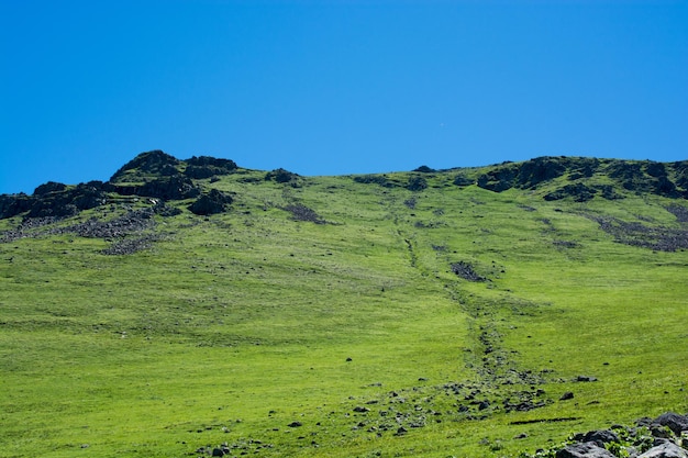 Wildgras auf einer Hochlandwiese im Sommer in Artvin