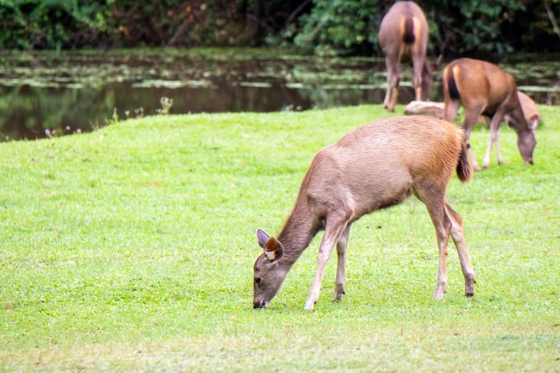 Wildhirsche fressen Gras im Hintergrund der Natur ist ein Pool im Khao yai Nationalpark Thailand