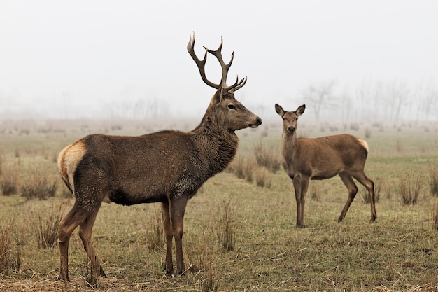 Wildhirsche in einem Wald im Herbst