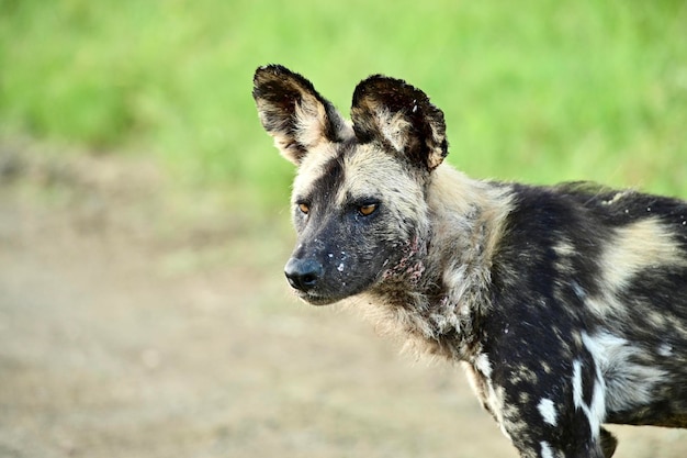 Foto wildhund kruger nationalpark südafrika