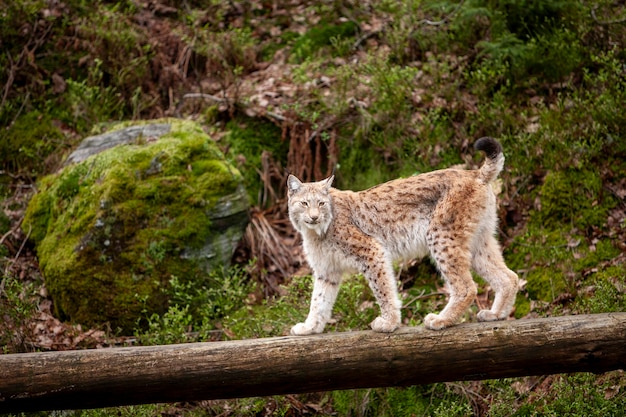 Wildkatze Lynx Lynx Lynx Bobcat im Wald