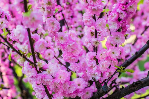 Wildkirsche in rosa Blüte