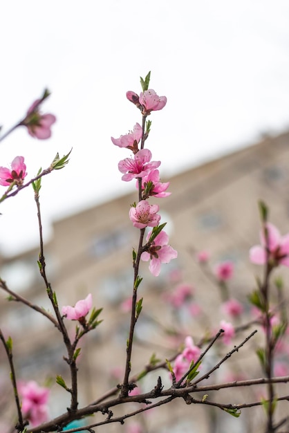 Wildkirsche oder Kirschblüten Zweige am Baum Rosa Blüten