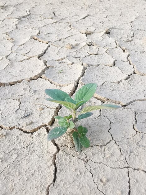 Wildkrautvegetation, die aus dem ausgetrockneten Boden sprießt