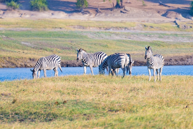 Wildlife safari in den afrikanischen nationalparks.