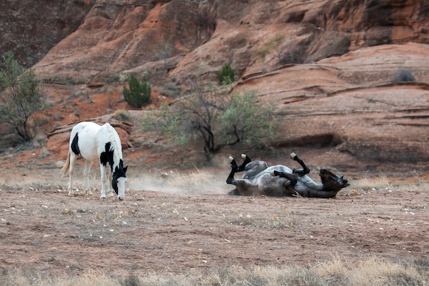 Wildpferde Canyon de Chelly