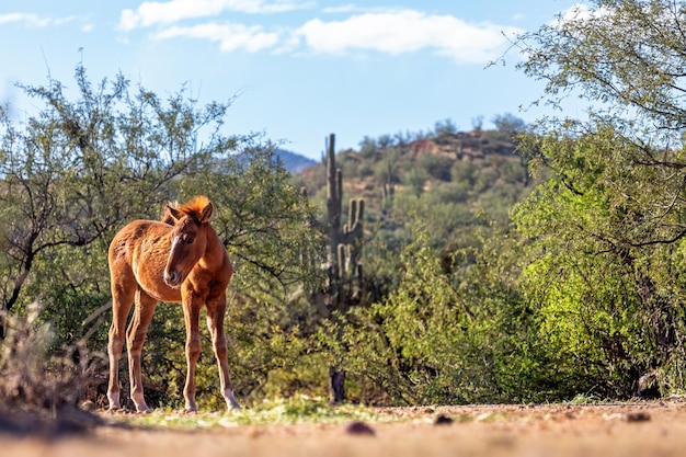 Wildpferde-Fohlen in Mesa Arizona