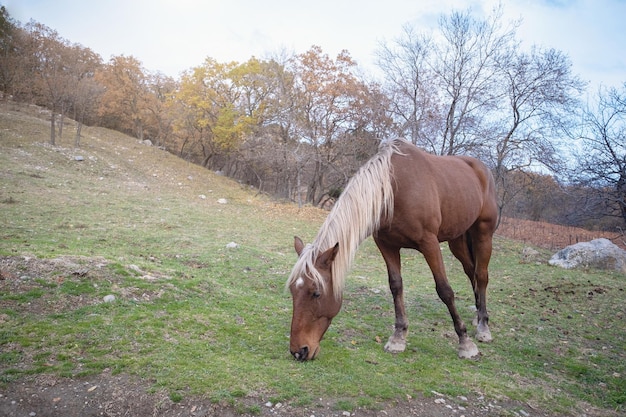 Wildpferde wie Mustangs grasen auf Wiesen