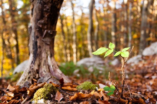 Wildpflanze Blatt Nahaufnahme Herbst Hintergrund