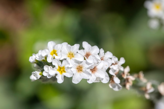 Wildpflanze, wissenschaftlicher Name; Heliotropium europaeum