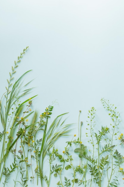 Wildpflanzen auf blauem Papierhintergrund