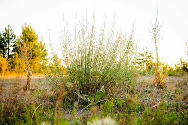 Wildpflanzen auf der Wiese