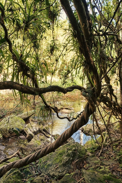 Wildpflanzen des Tropenwaldes