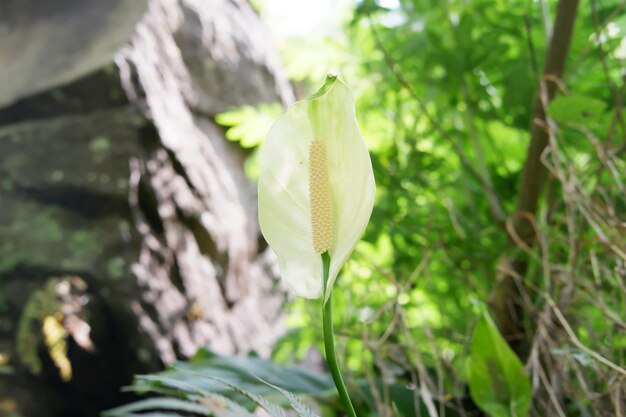 Wildpflanzen in wunderschöner Natur