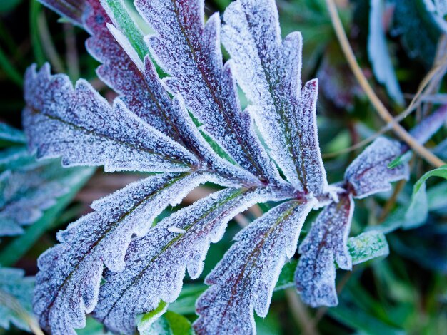 Wildpflanzen mit erstem Frost bedeckt.