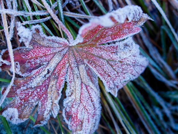 Wildpflanzen mit erstem Frost bedeckt.