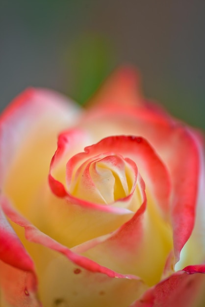 Wildrose-Konzept Rosenknospe Blume blüht im Frühling oder Sommer mit weichen rosa Blüten im Freien auf unscharfem Hintergrund Wunderschöne Rosenblüte Königin der Botanik Schönheit der Natur Blühende Rose aus nächster Nähe