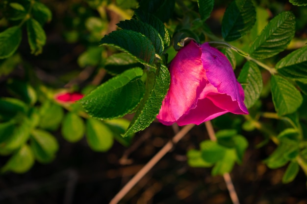 Wildrosenblüten auf dem Feld im Morgengrauen