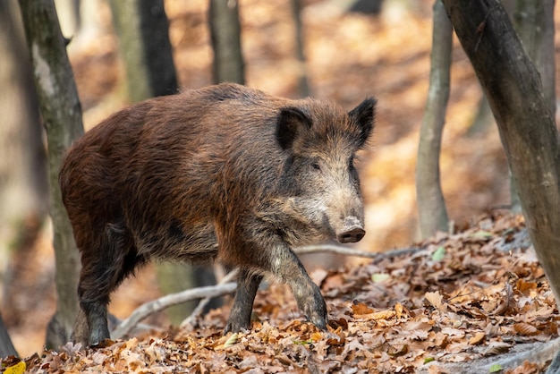 Wildschwein auf dem Hintergrund des Herbstwaldes Foto der wilden Natur