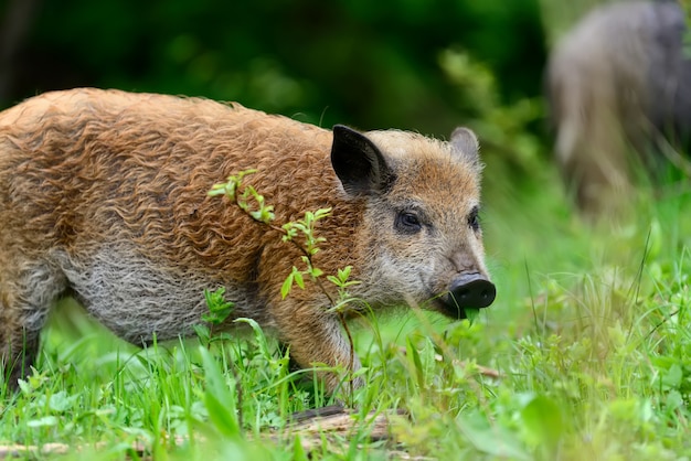 Wildschwein auf dem Wald im Frühling