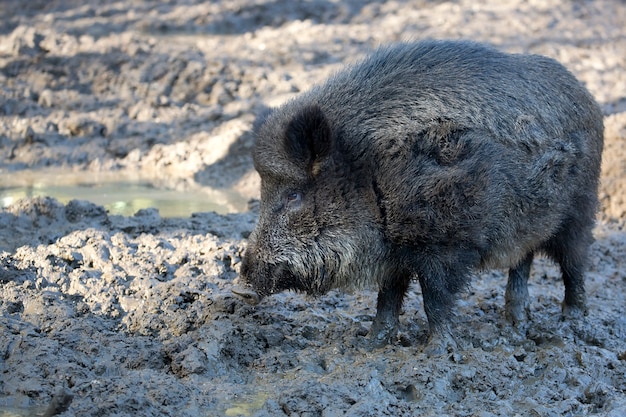 Wildschwein auf einer Lichtung