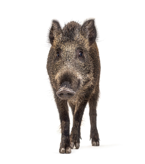 Wildschwein, das vorne steht, isoliert auf weiß