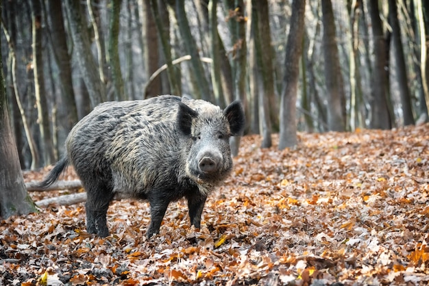 Wildschwein hautnah im herbstlichen Wald