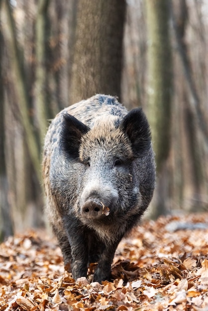 Wildschwein hautnah im herbstlichen Wald