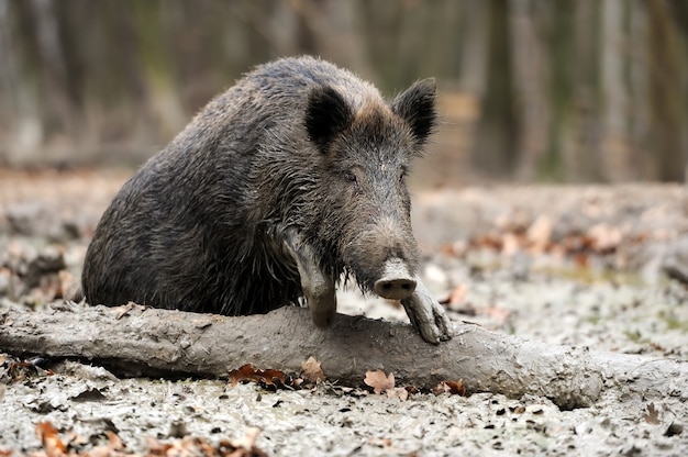 Wildschwein im Herbstwald