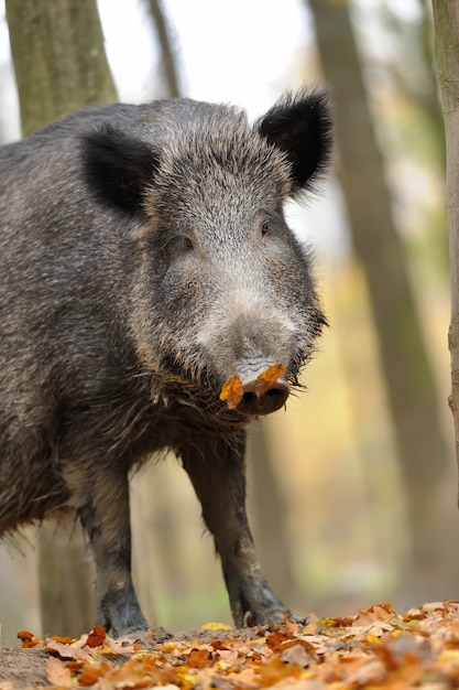 Wildschwein im Herbstwald