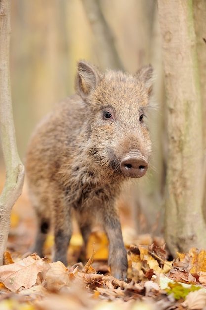 Wildschwein im Herbstwald