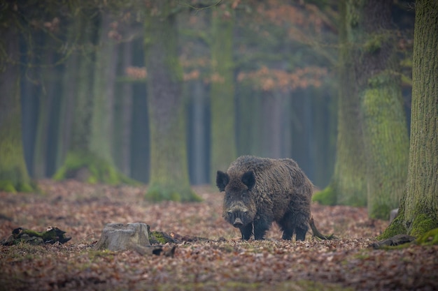 wildschwein im naturlebensraum gefährliches tier im wald tschechien natur sus scrofa