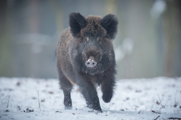 Foto wildschwein im naturlebensraum gefährliches tier im wald tschechien natur sus scrofa