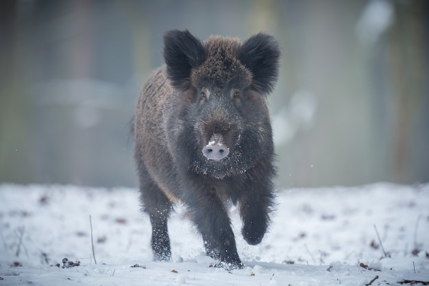 wildschwein im naturlebensraum gefährliches tier im wald tschechien natur sus scrofa