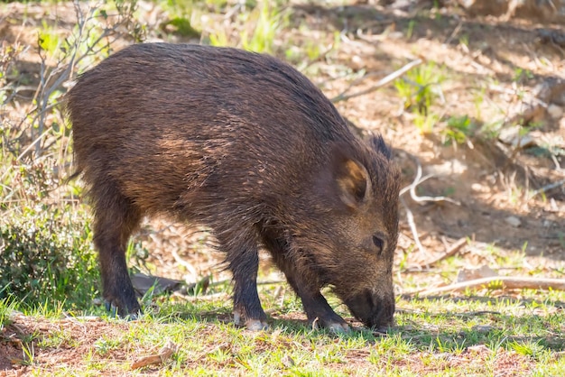 Wildschwein im Wald Cazorla Jaen Spanien