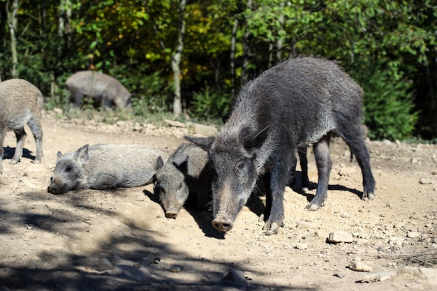 Wildschwein im Wald