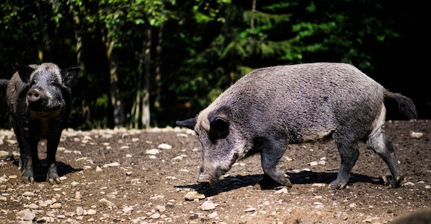 Wildschwein im Wald