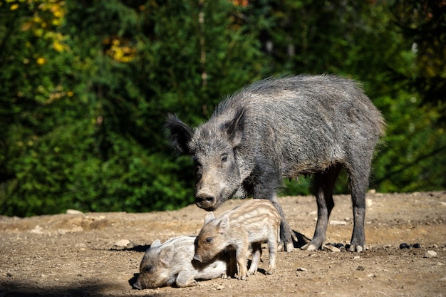 Wildschwein im Wald