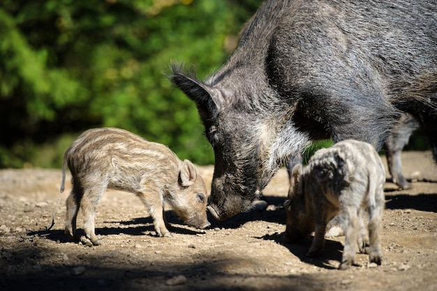 Wildschwein im Wald