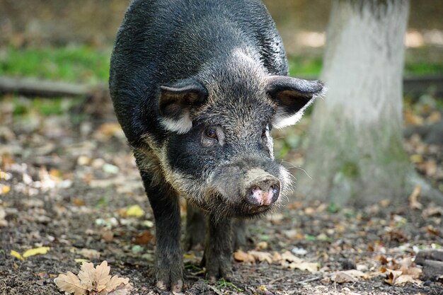 Wildschwein im Wald