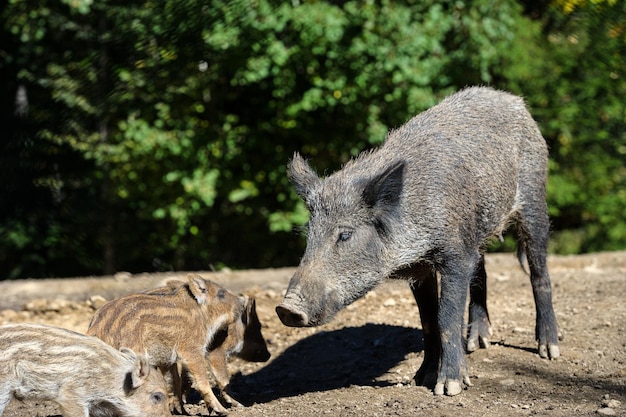 Foto wildschwein im wald