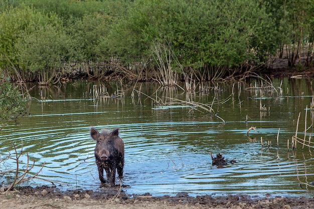 Wildschwein kühlt im Sumpf am heißen Sommertag ab.