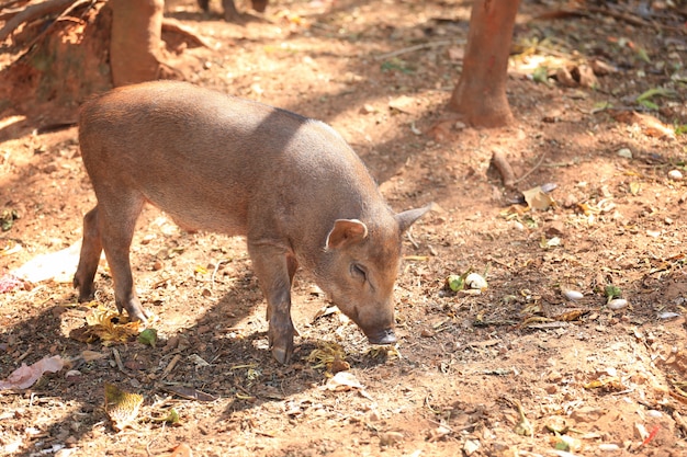 Wildschwein mit dem Sonnenlicht.