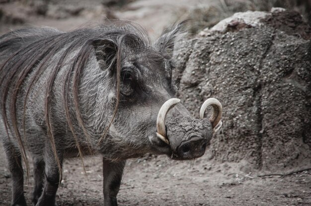 Foto wildschwein mit fell