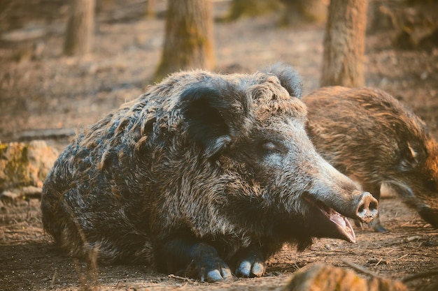 Wildschwein sus scofa