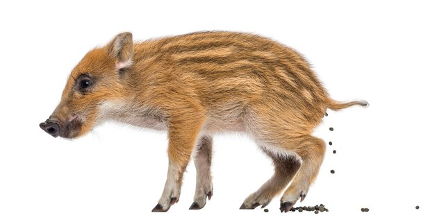 Wildschwein, Sus scrofa, auch bekannt als Wildschwein, 2 Monate alt, Stuhlgang, isoliert auf weiß