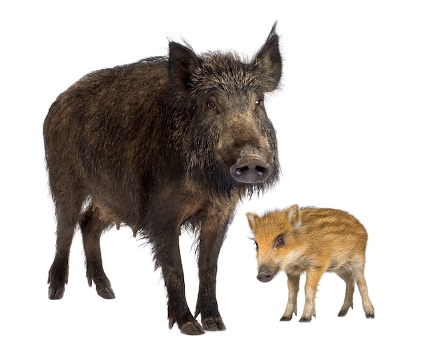 Wildschwein und ihr junges Wildschwein vor einem weißen Hintergrund