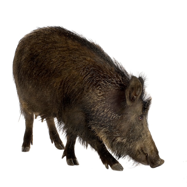 Wildschwein vor einem weißen Hintergrund