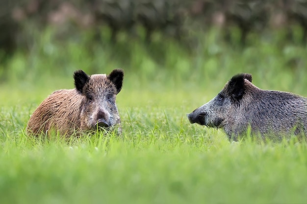 Wildschweine auf einer Lichtung